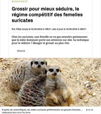 Image de l'article Grossir pour mieux séduire, le régime compétitif des femelles suricates