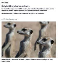 Image de l'article Bodybuilding chez les suricates